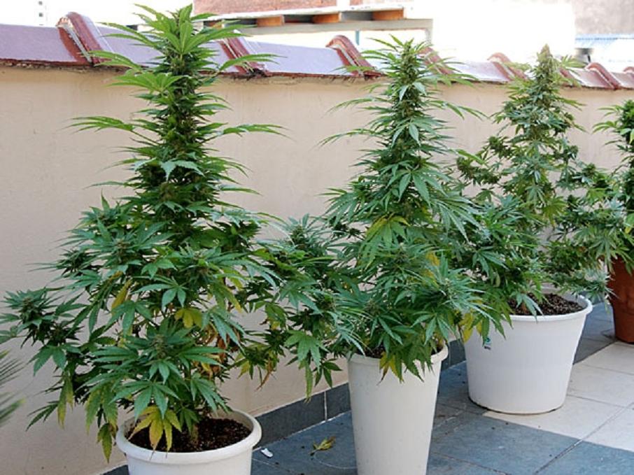 Cómo las plantas Marihuana