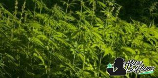 Técnicas de cultivo de Marihuana