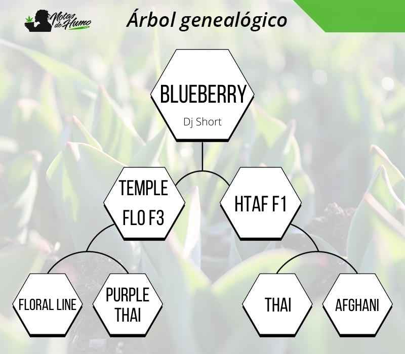 arbol gene blueberry