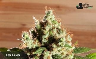 Big Bang de Green House BIG BANG