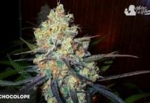 Chocolope strain marihuana: Opiniones y Efectos Chocolope