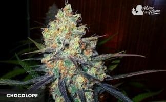 Chocolope