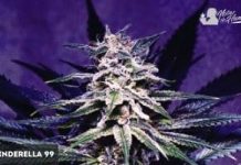 Cinderella 99 de Female Seeds Cinderella 99