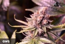 Great White Shark de Green House Great White Shark