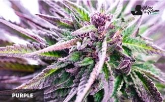 Purple de Ceres Seeds Purple