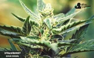 Strawberry Sour diesel