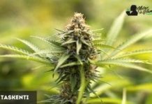 Taskenti de Cannabiogen Taskenti