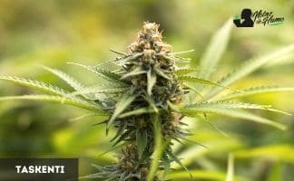 Taskenti de Cannabiogen Taskenti