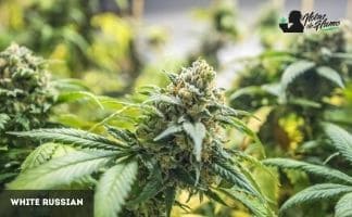 White Russian de Serious Seeds White Russian