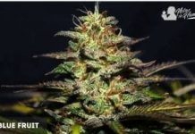 Blue Fruit