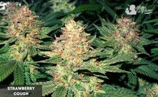 Strawberry Cough