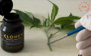 Cómo hacer esquejes de Marihuana