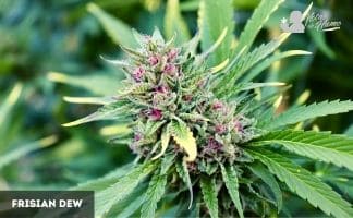 Frisian Dew de Dutch Passion Frisian Dew
