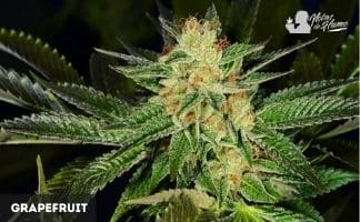 Grapefruit de Female Seeds Grapefruit