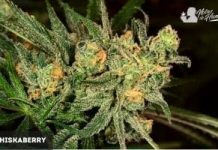 Shiskaberry de Barney’s Farm Shiskaberry