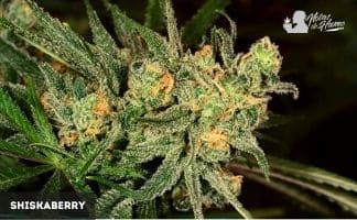 Shiskaberry