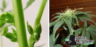 Cómo saber si mi planta de marihuana es macho o hembra