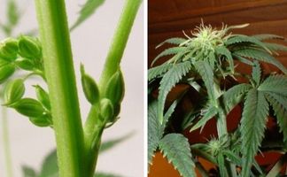 Cómo saber si mi planta de marihuana es macho o hembra Cómo saber si mi planta de marihuana es macho o hembra