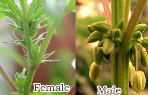 Diferencia entre marihuana macho o hembra en floración