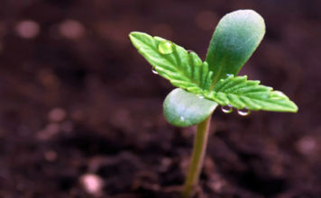 Cómo germinar semillas de marihuana po009