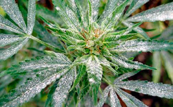 Oídio en Marihuana oidio