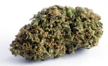 Fumando Marihuana Sabrosona sweet mango