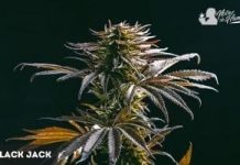Black Jack strain de Sweet Seeds Black Jack