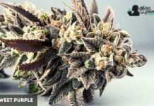 Sweet Purple de Paradise Seeds sweet purple