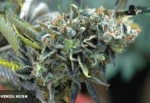 Hindú Kush de Sensi Seeds Hindú Kush