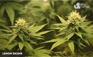 Lemon Skunk