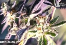 White Lemon