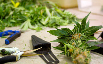 Cuando cortar / cosechar mis plantas de Marihuana? cortar hierba
