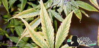 Hojas amarillas en plantas de marihua Hojas amarillas en plantas de marihuana