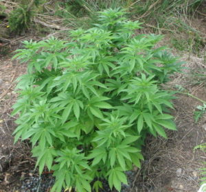 como plantar marihuana en exterior guerrilla