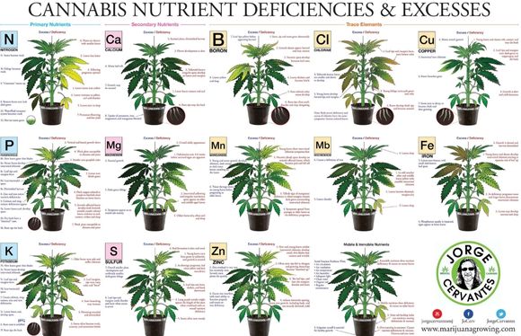 Tabla de deficiencias y excesos de nutrientes en la marihuana