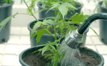 Cómo y cuando regar plantas de Marihuana www