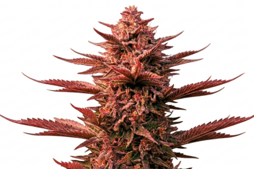 Marihuana rosa