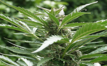plantas de marihuana