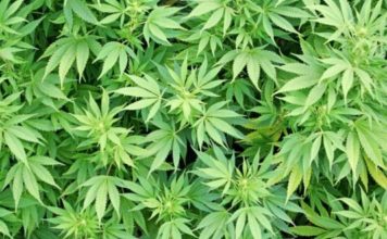 variedades de marihuana
