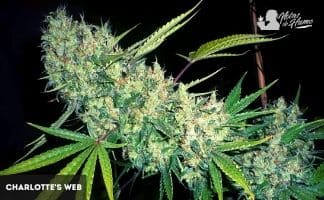 Charlotte's Web