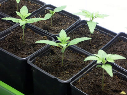 abonos organicos semillas marihuana