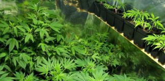 nuevo cultivo marihuana