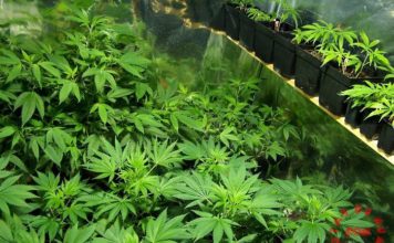 nuevo cultivo marihuana