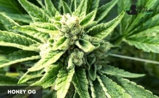 Honey OG de Kaos Seeds Honey OG