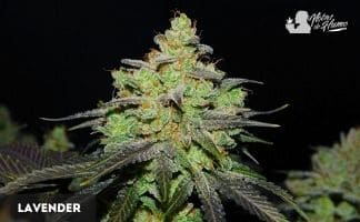 Lavender