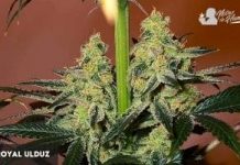 Royal Ulduz de Lala Seeds Royal Ulduz