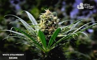 White Strawberry Skunk