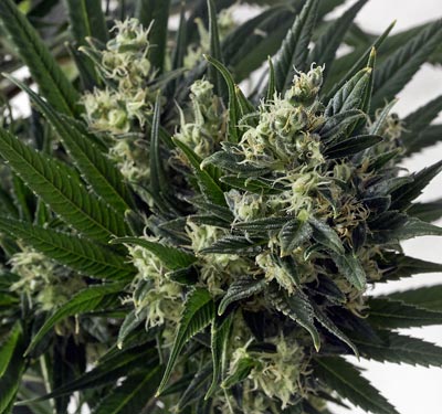 Cultivo organico de cannabis