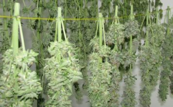 marihuana secandose