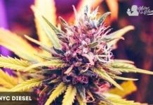 NYC Diesel de Soma Seeds Nyc Diesel